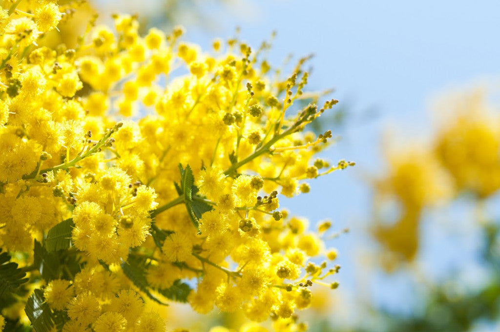 Baume Mimosa – Réparateur Soleil & Brûlures