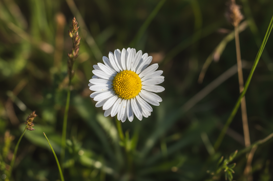 La Pâquerette : une fleur sauvage aux vertus insoupçonnées