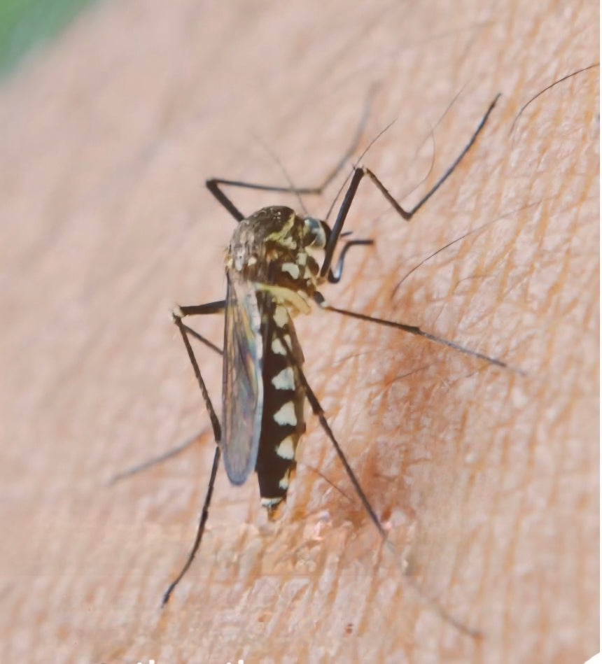 Spray anti-moustiques