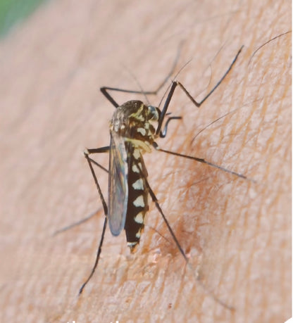 Spray anti-moustiques