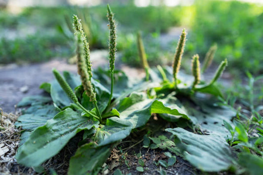 Baume Plantain – Piqûres & Démangeaisons
